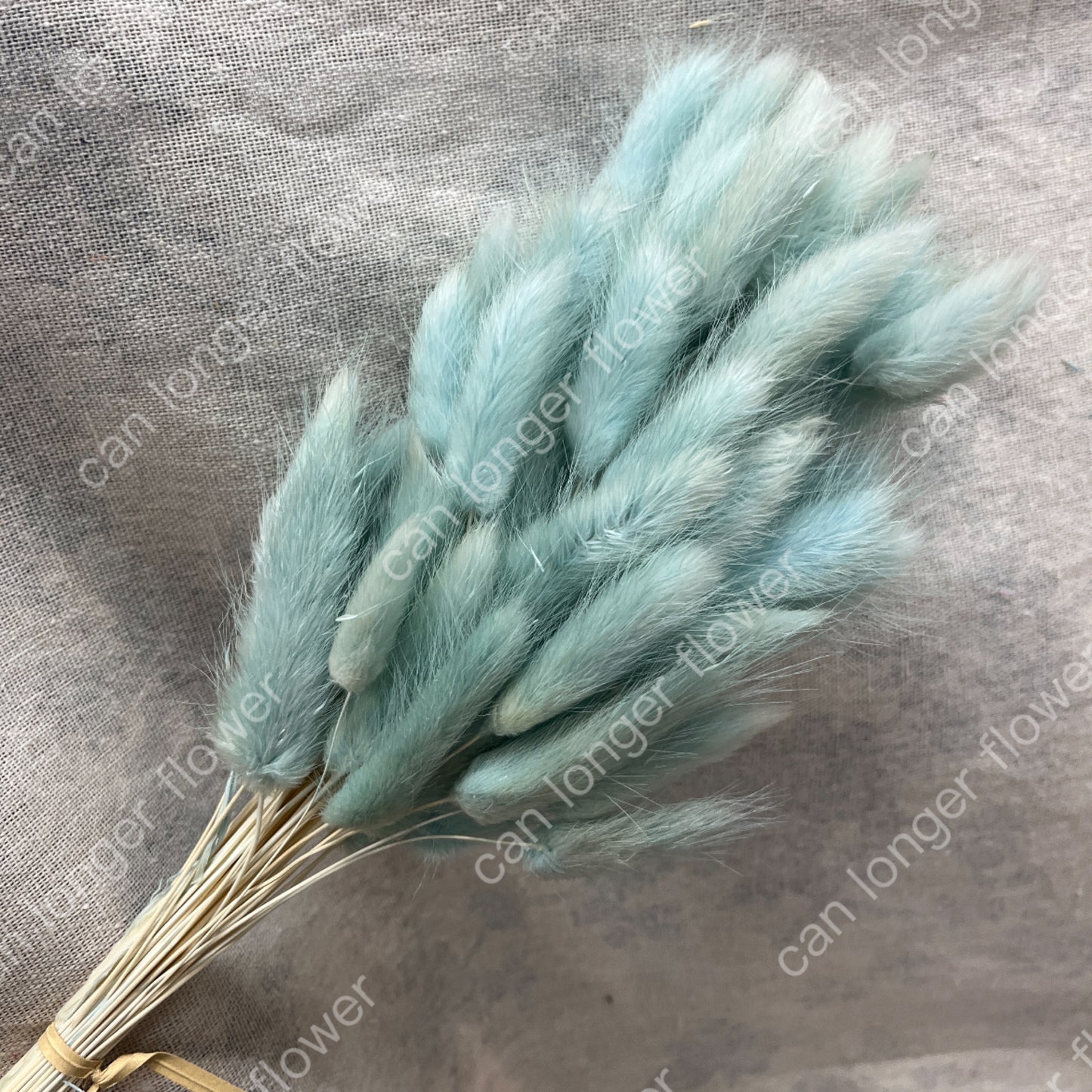 ✿ 台灣現貨 ✿ DA001 兔尾草 原裝約50-60支