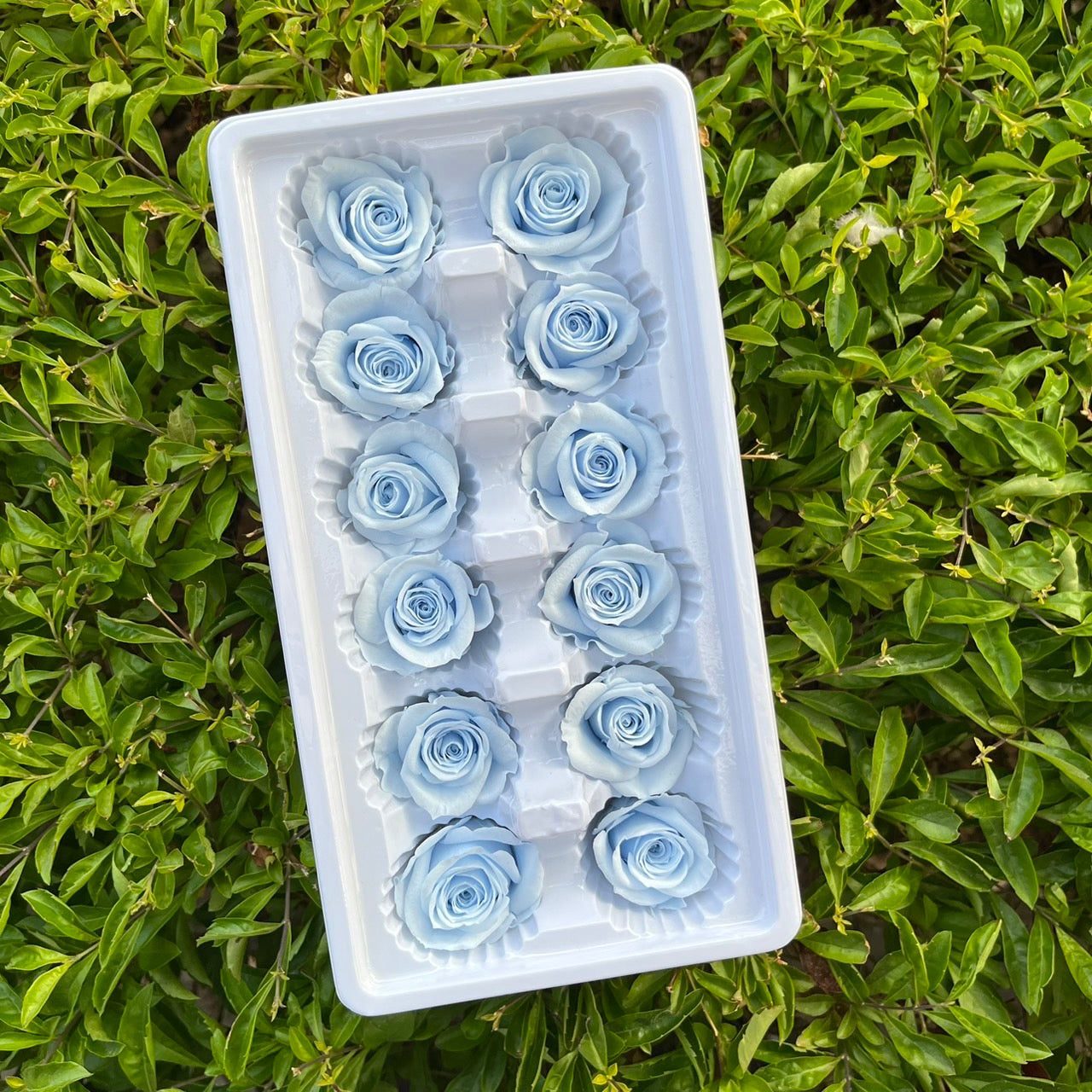 R12 十二輪玫瑰