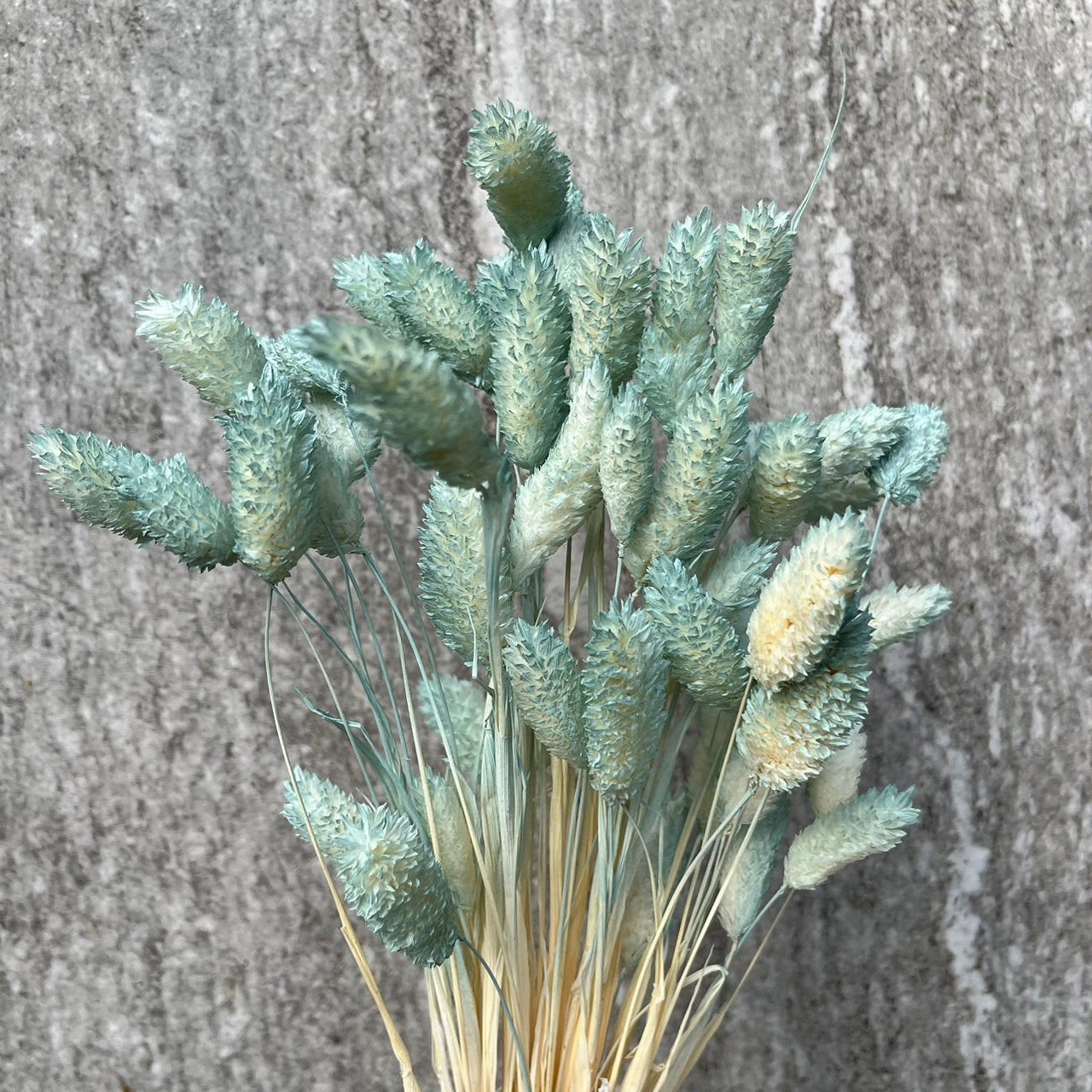 ✿ 台灣現貨 ✿  DA002加那利 小份量 寶石草 佳那利 加納利 小穗花