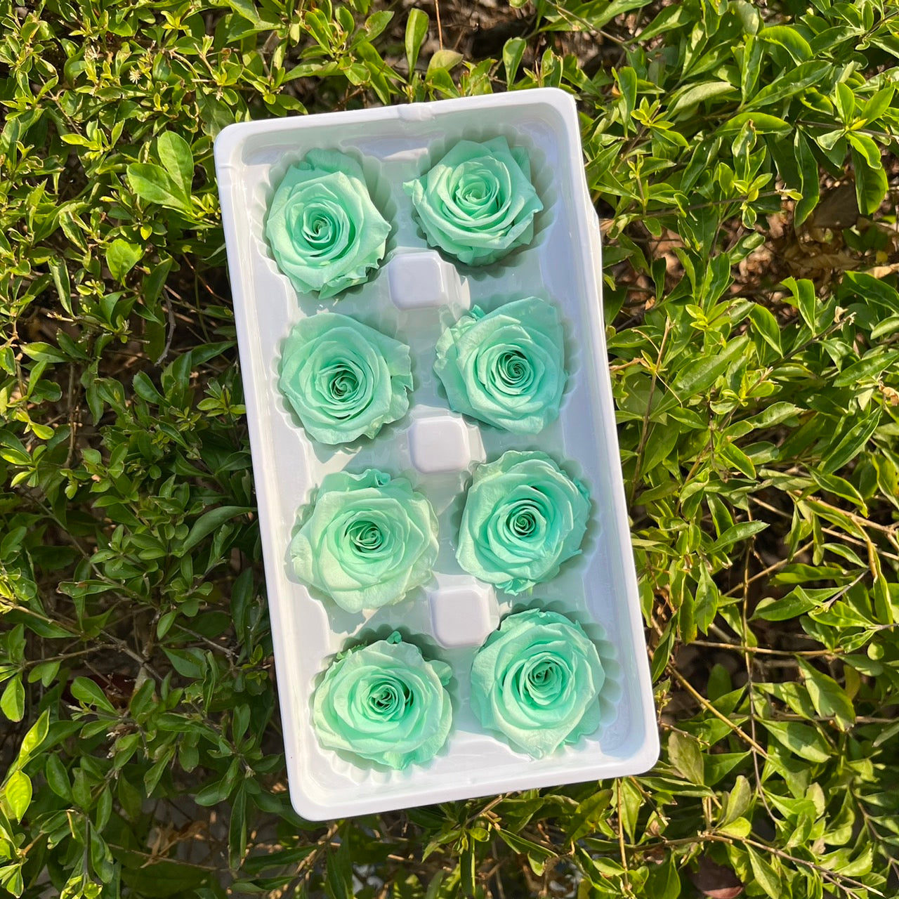 R08 八輪玫瑰