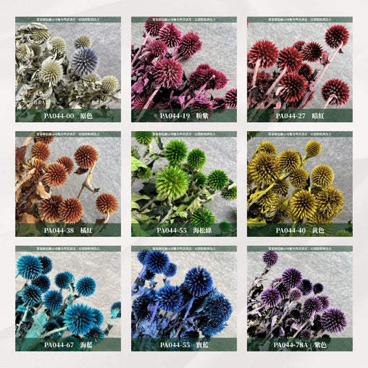 PA044-S 山防風 藍星球 永生 小份量 台灣現貨