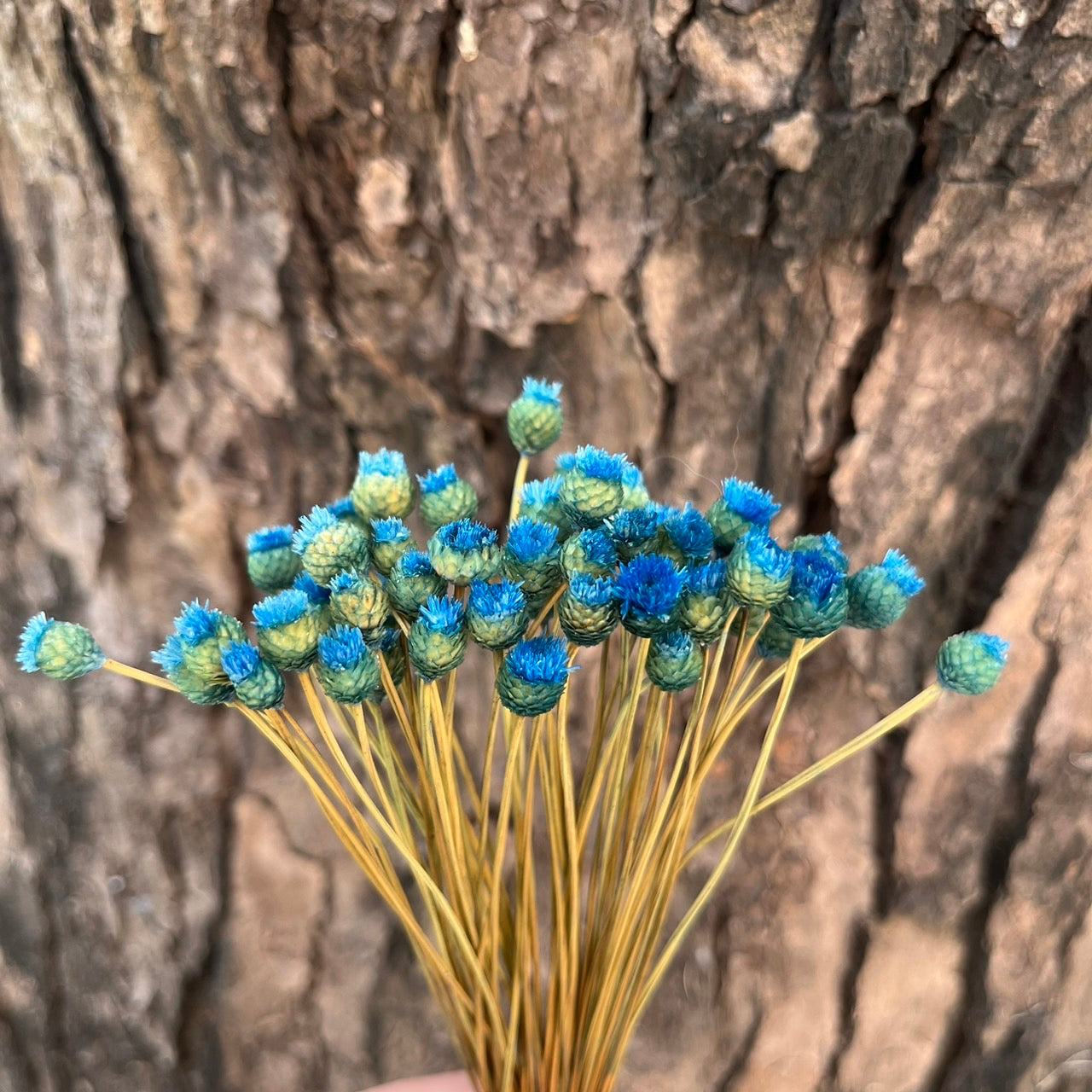 【台灣現貨】DA051巴西快樂花 巴西小菊 乾燥花 原裝/小份量 迷你小花 DIY乾燥花 拍攝道具 家居裝飾