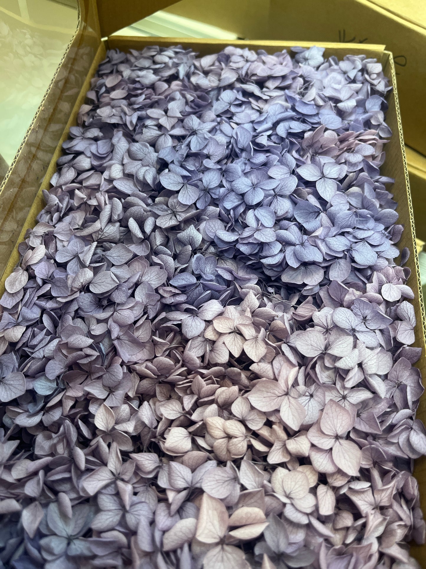 ✿ 台灣現貨 ✿ pf005L安娜繡球 (約100克) 盒裝紫陽花 夢幻漸變繡球 永生花 小份量 DIY花材 花藝