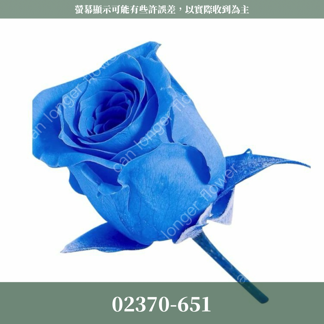02370 日本迷你玫瑰