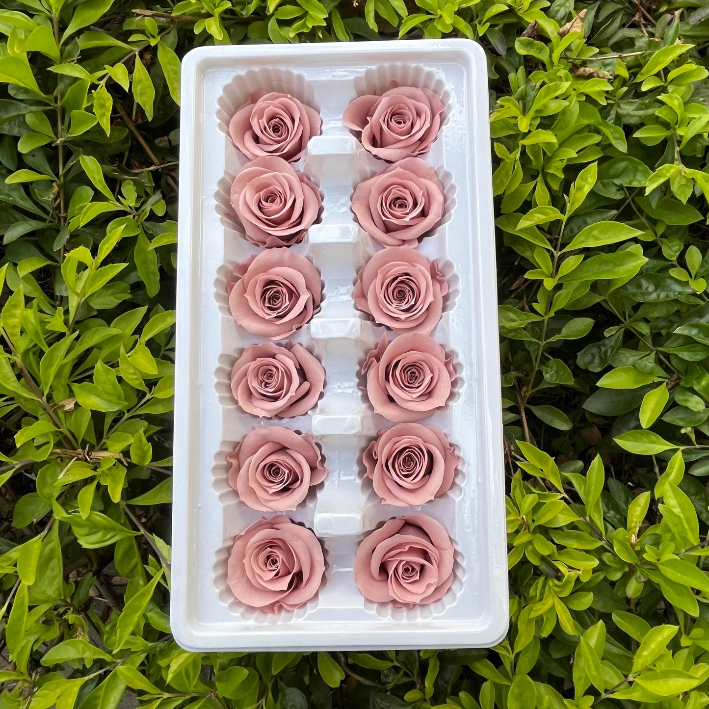 R12 十二輪玫瑰