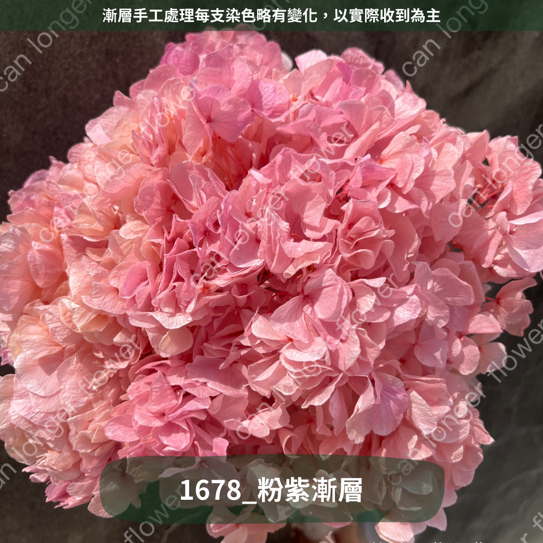 ✿ 台灣現貨 ✿  PF005B大葉繡球