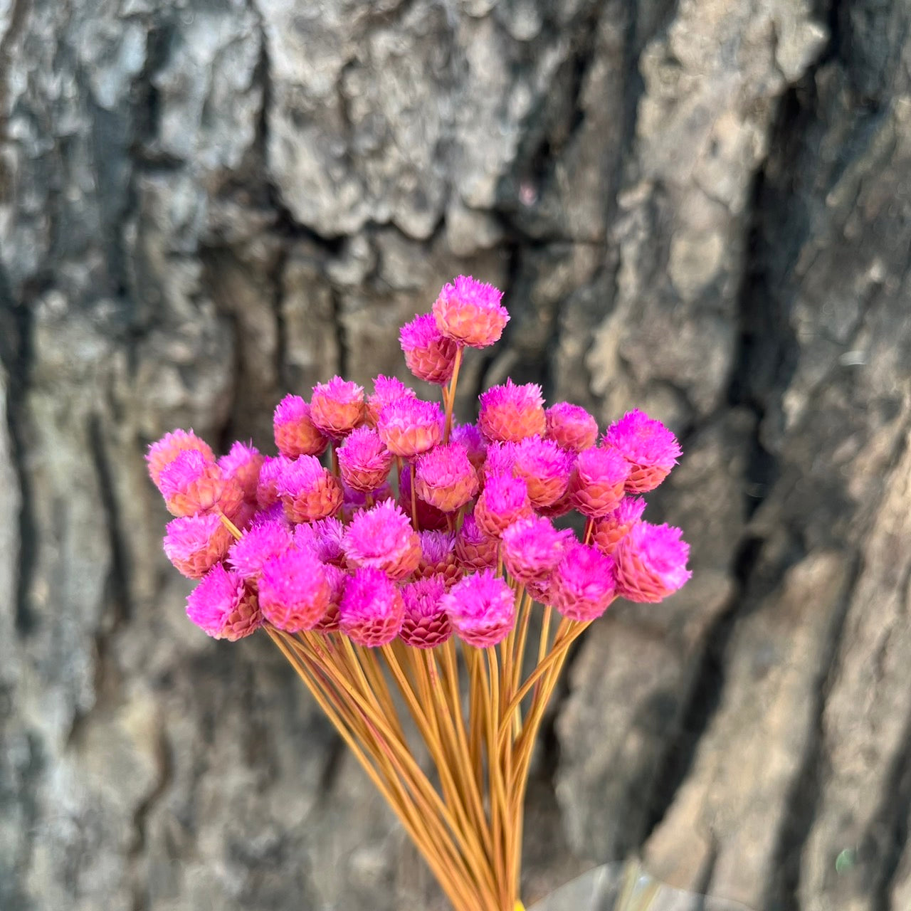 【台灣現貨】DA051巴西快樂花 巴西小菊 乾燥花 原裝/小份量 迷你小花 DIY乾燥花 拍攝道具 家居裝飾