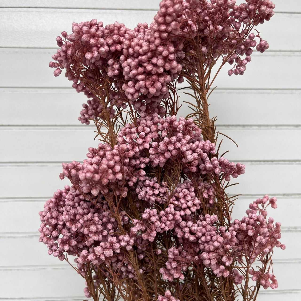 【台灣現貨】PA004米香 水稻花 小米花 永生 花瓶插花保鮮花 拍攝拍照背景 婚禮小物 居家佈置