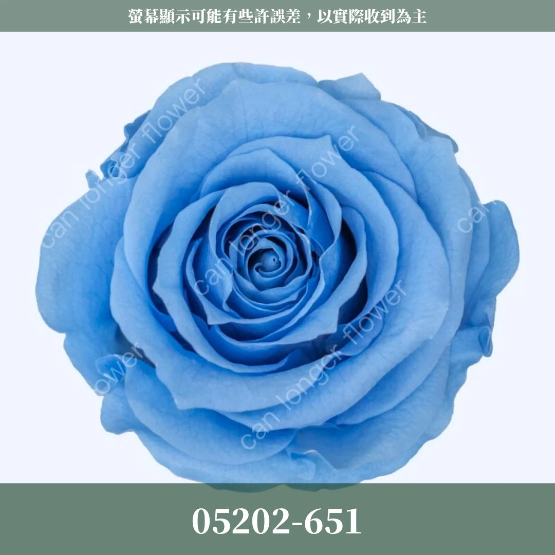 05202 大玫瑰
