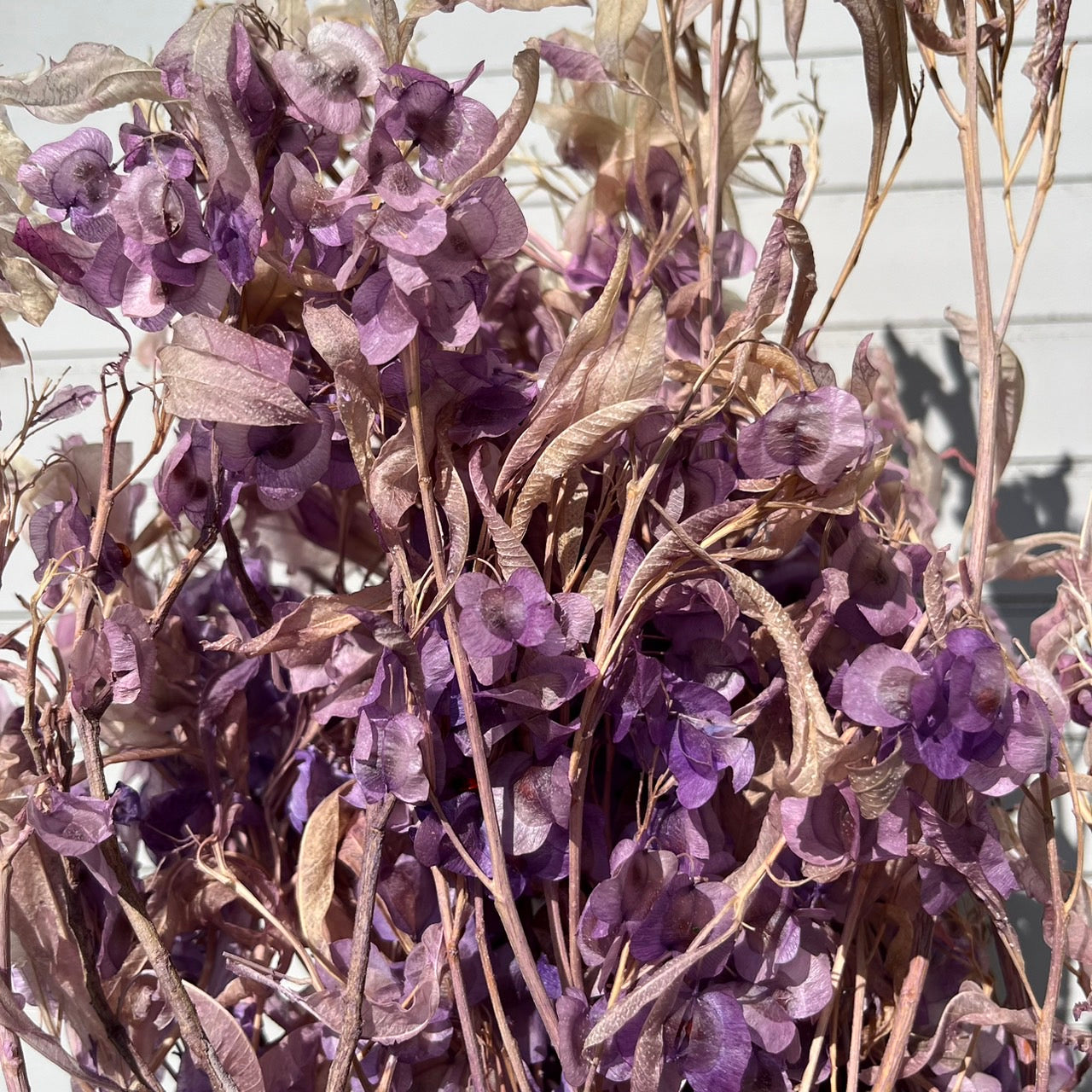 【台灣現貨】PA033蝴蝶花 迎客豆 風鈴 永生 原裝/小份 不凋花 盆花 插花 手工花