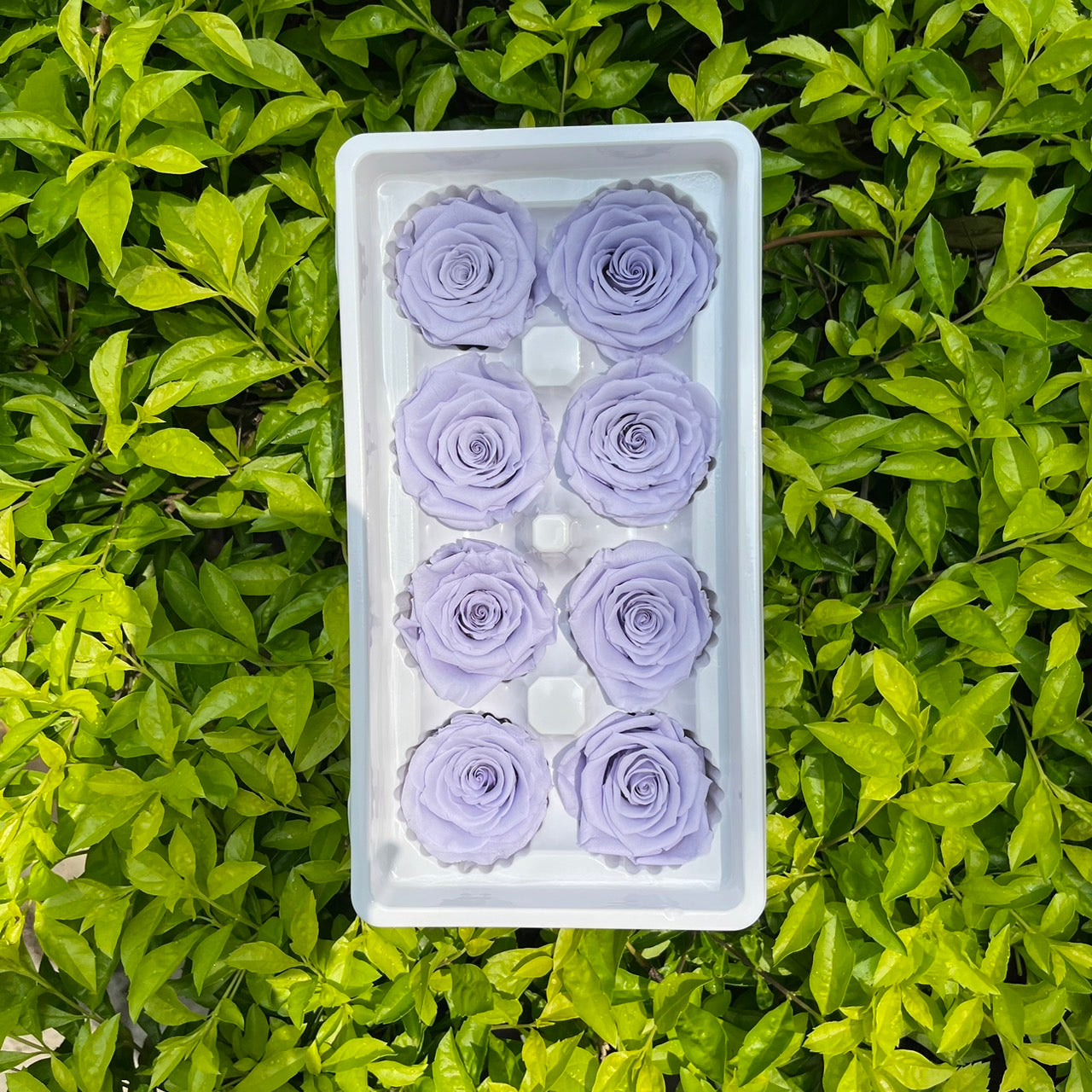 R08 八輪玫瑰