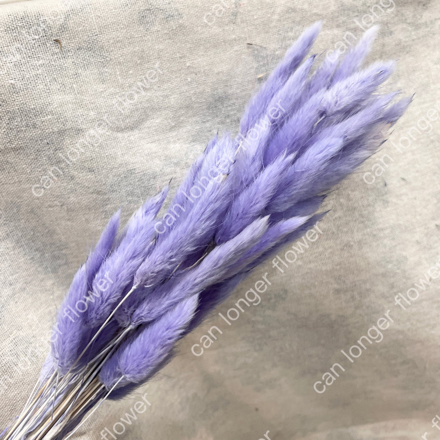✿ 台灣現貨 ✿ DA001 兔尾草 原裝約50-60支