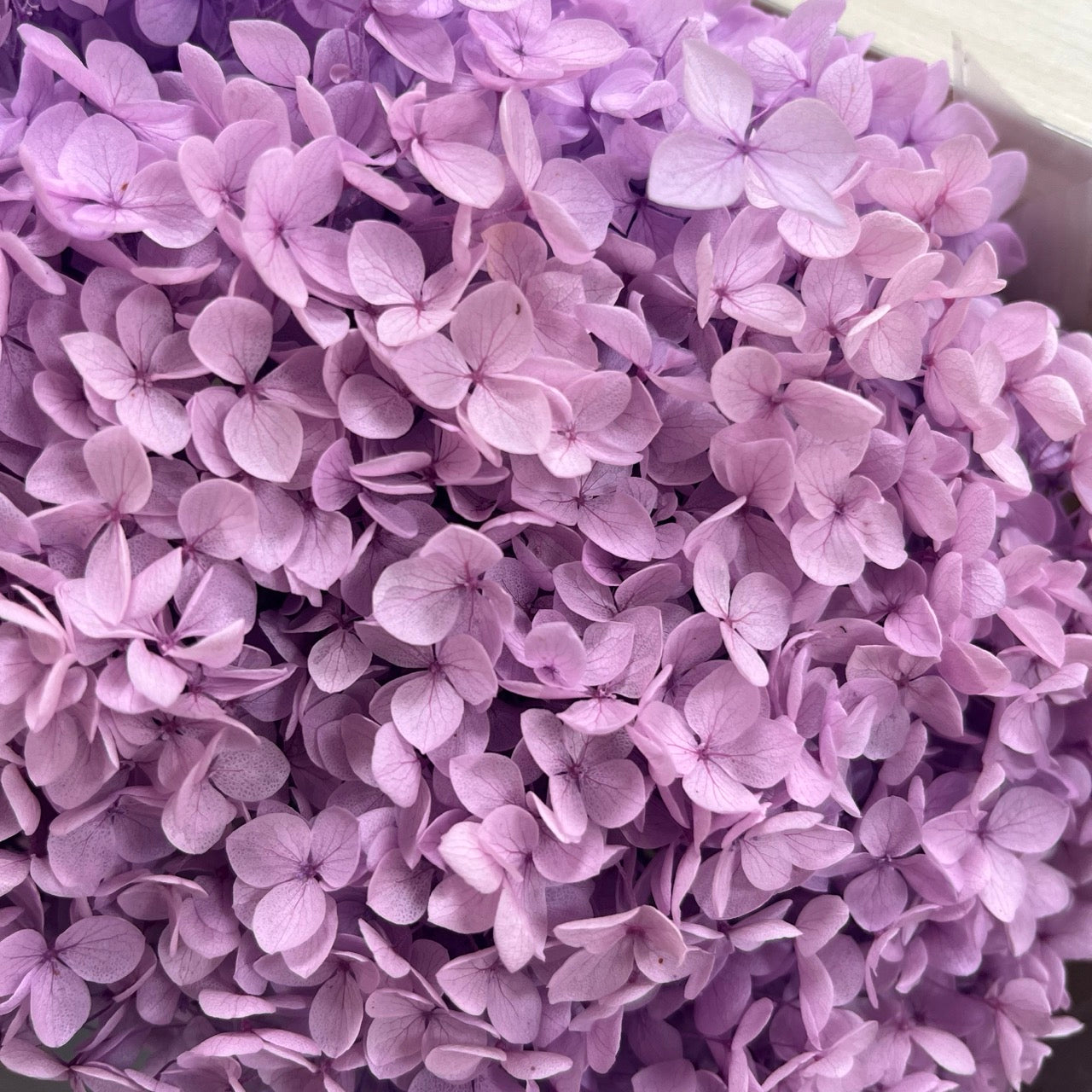 ✿ 台灣現貨 ✿ PF005-S 安娜繡球(約10克）盒裝 繡球 紫陽花