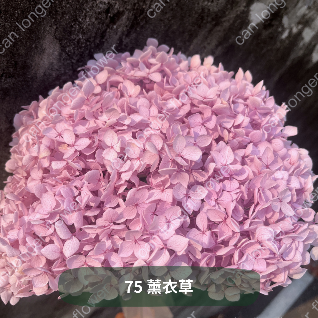 ✿ 台灣現貨 ✿ PF005 安娜繡球 單支 繡球花 繡球 紫陽花