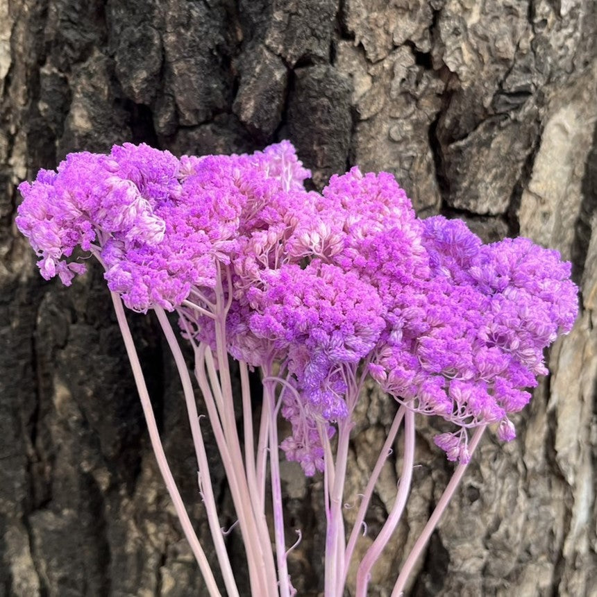 ✿ 台灣現貨 ✿ PA024s 大香菊 小包(副本)