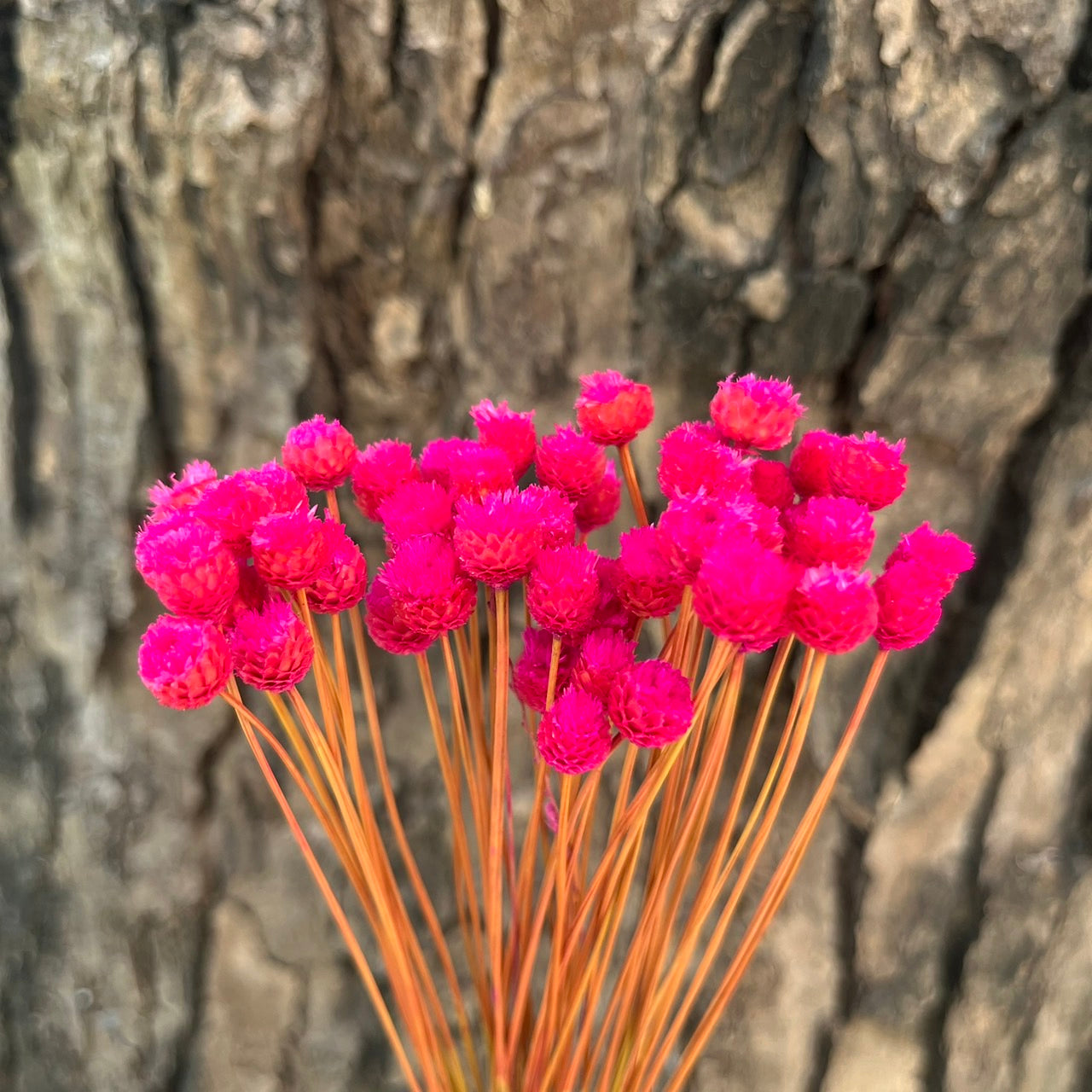 【台灣現貨】DA051巴西快樂花 巴西小菊 乾燥花 原裝/小份量 迷你小花 DIY乾燥花 拍攝道具 家居裝飾