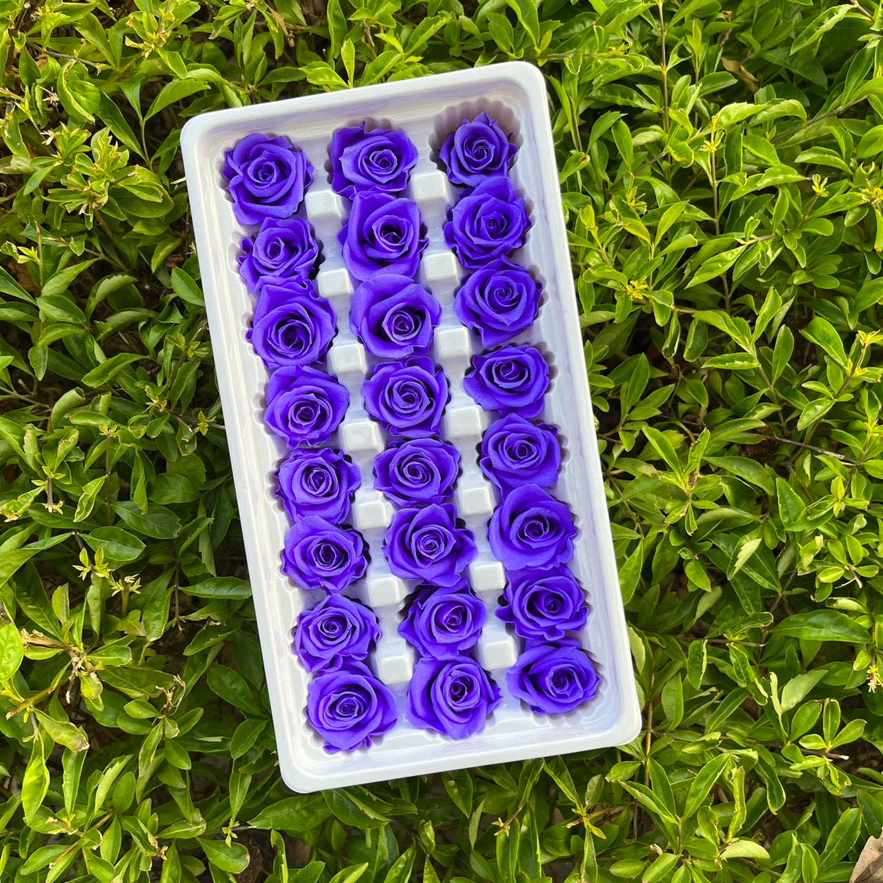 ✿ 台灣現貨 ✿ R21 永生玫瑰 2~3cm玫瑰 Ａ級 21朵裝 不凋花 永生花
