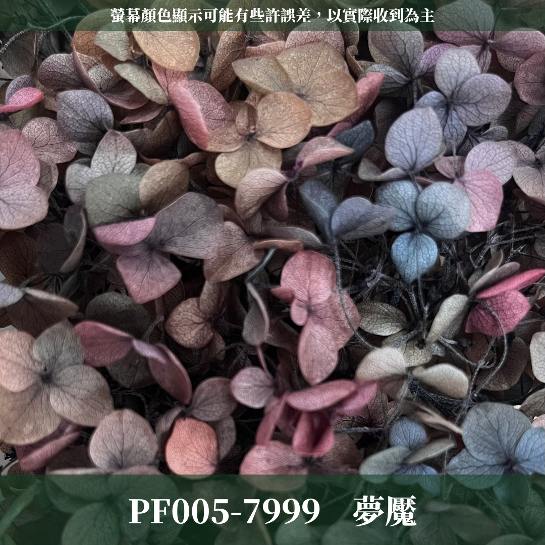 PF005-S 安娜繡球(約10克）盒裝 繡球 紫陽花 台灣現貨