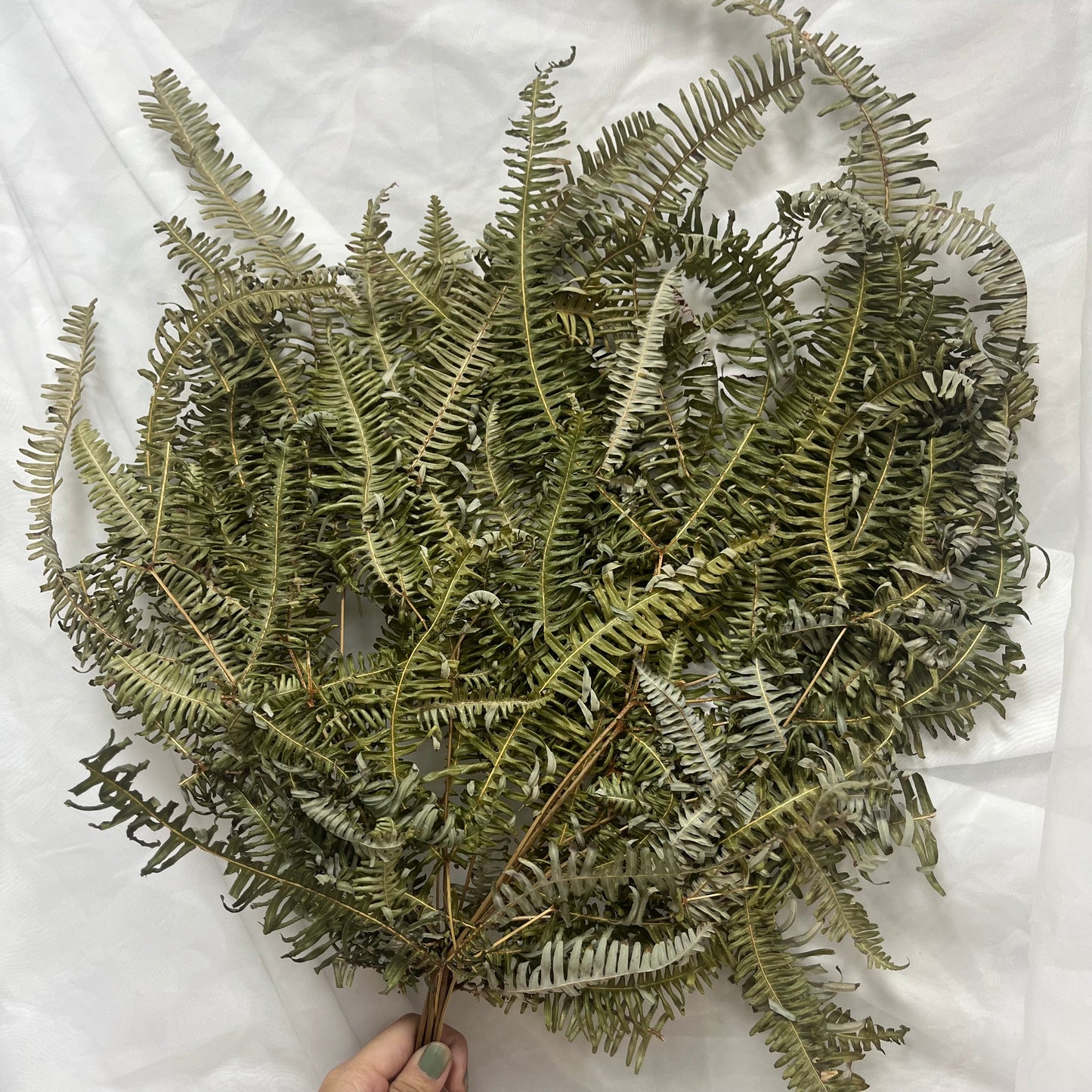【台灣現貨】dl019/pl019芒萁 蕨葉 姬蕨葉 碗蕨 高山羊齒 原裝/小份 花盅配件 手作花材 捧花 捧花花材