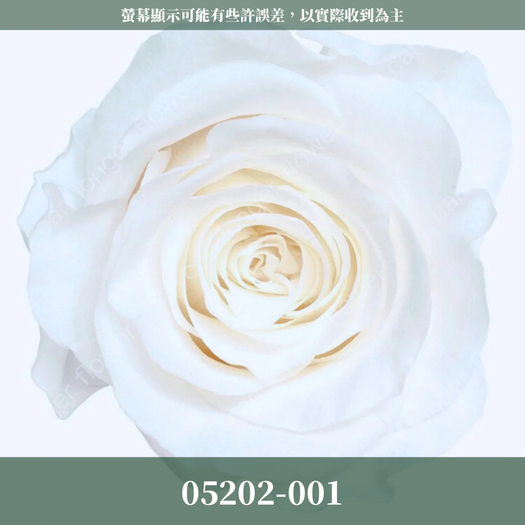 05202 大玫瑰