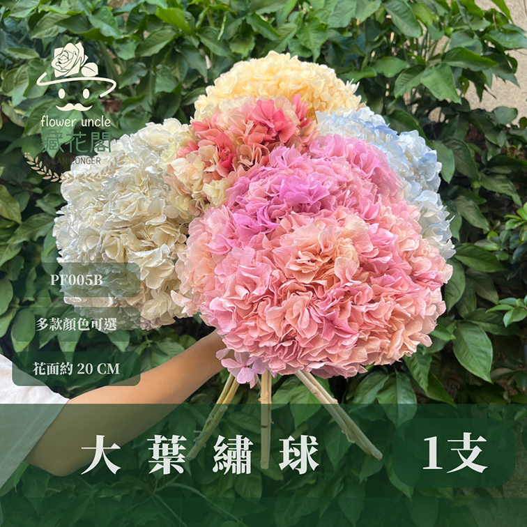 PF005B 大葉繡球 台灣現貨 繡球花 紫陽花 永生繡球 乾燥繡球