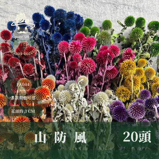 PA044 山防風 藍星球 永生 原裝 台灣現貨