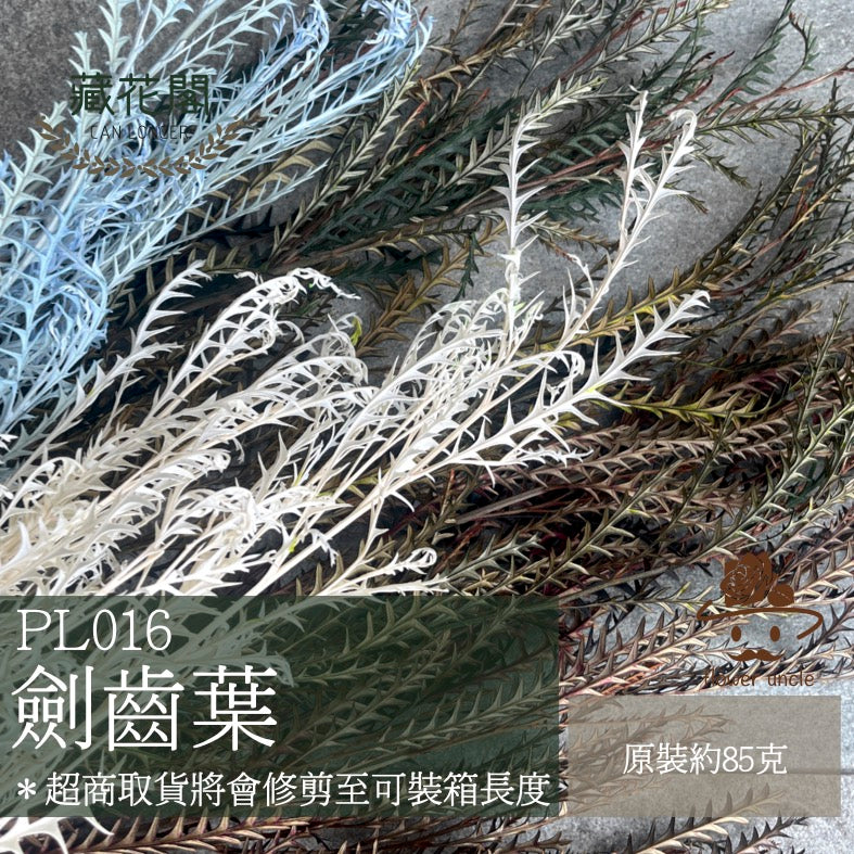 PL016 劍齒葉 (大小3隻) 台灣現貨