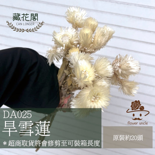 ✿ 台灣現貨 ✿ DA025 旱雪蓮