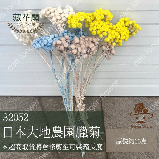 ✿ 台灣現貨 ✿  32052 臘菊 日本大地農園