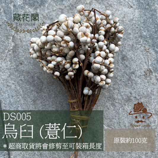✿ 台灣現貨 ✿ DS005 烏臼 薏仁