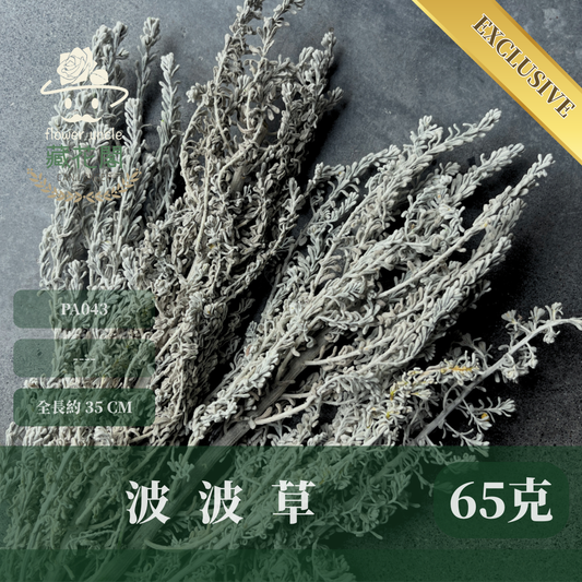PA043 花材獨家-波波草 地膚 藜蘆