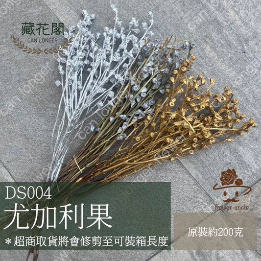 ✿ 台灣現貨 ✿  DS004 尤加利果