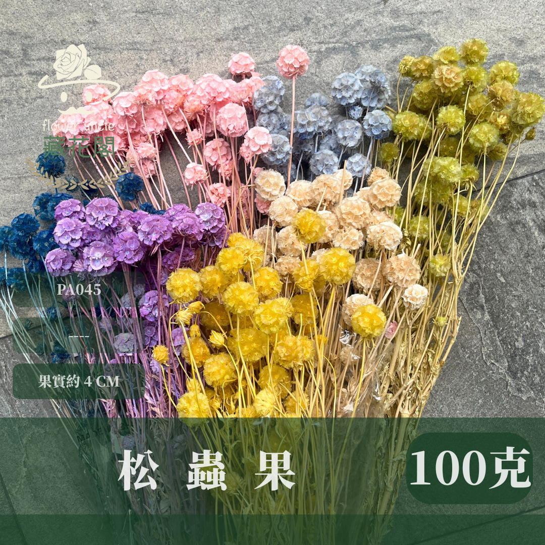 PA045 松蟲果 台灣現貨