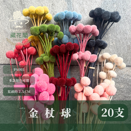 PA003 金杖球 台灣現貨