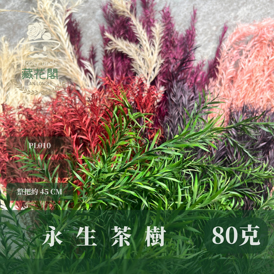 PL010 茶樹 茶樹葉 台灣現貨