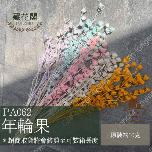 ✿ 台灣現貨 ✿  PA062 年輪果