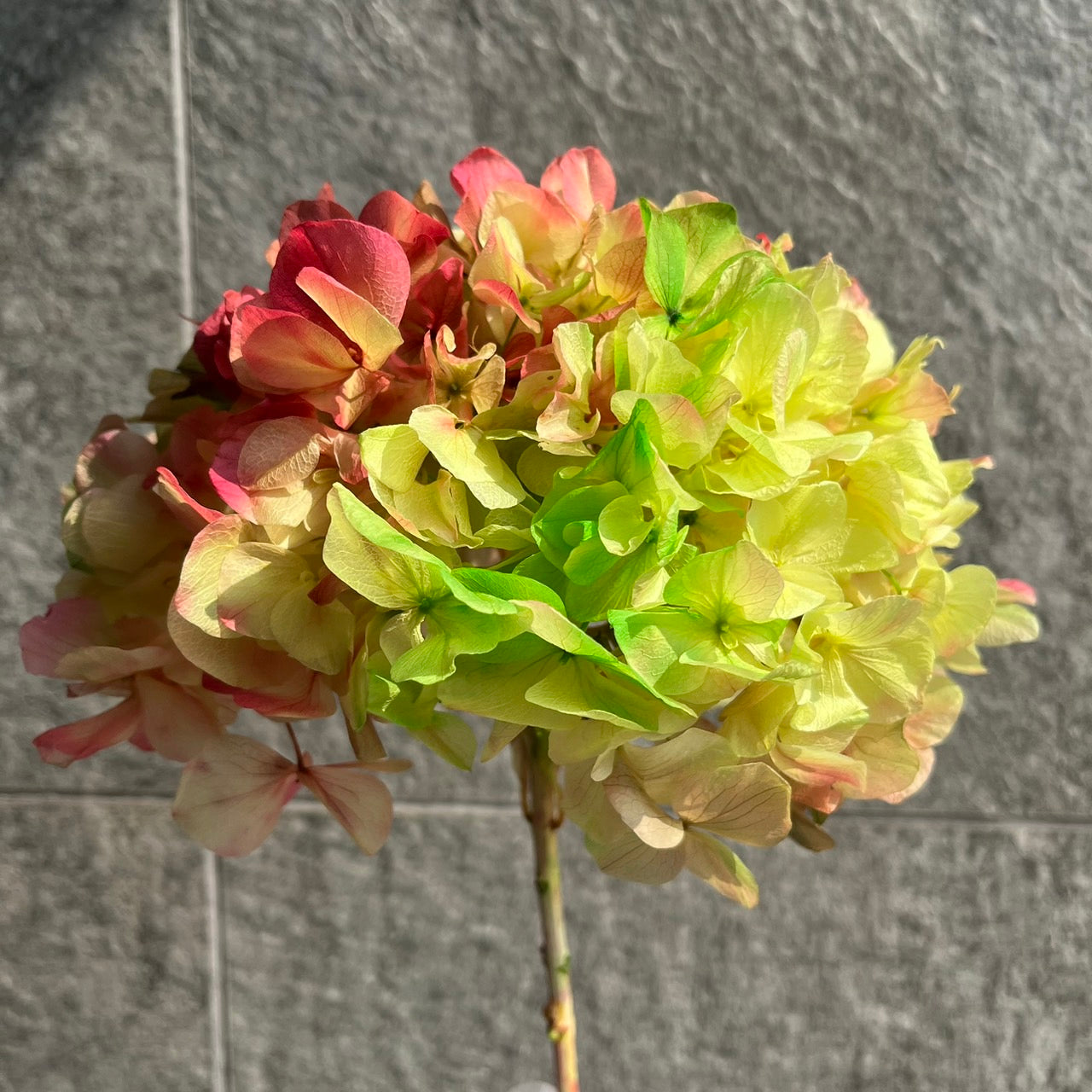 ✿ 台灣現貨 ✿ PF005BS大葉繡球(10克) 盒裝 紫陽花 夢幻漸變繡球 永生花 小份量 DIY花材 花藝