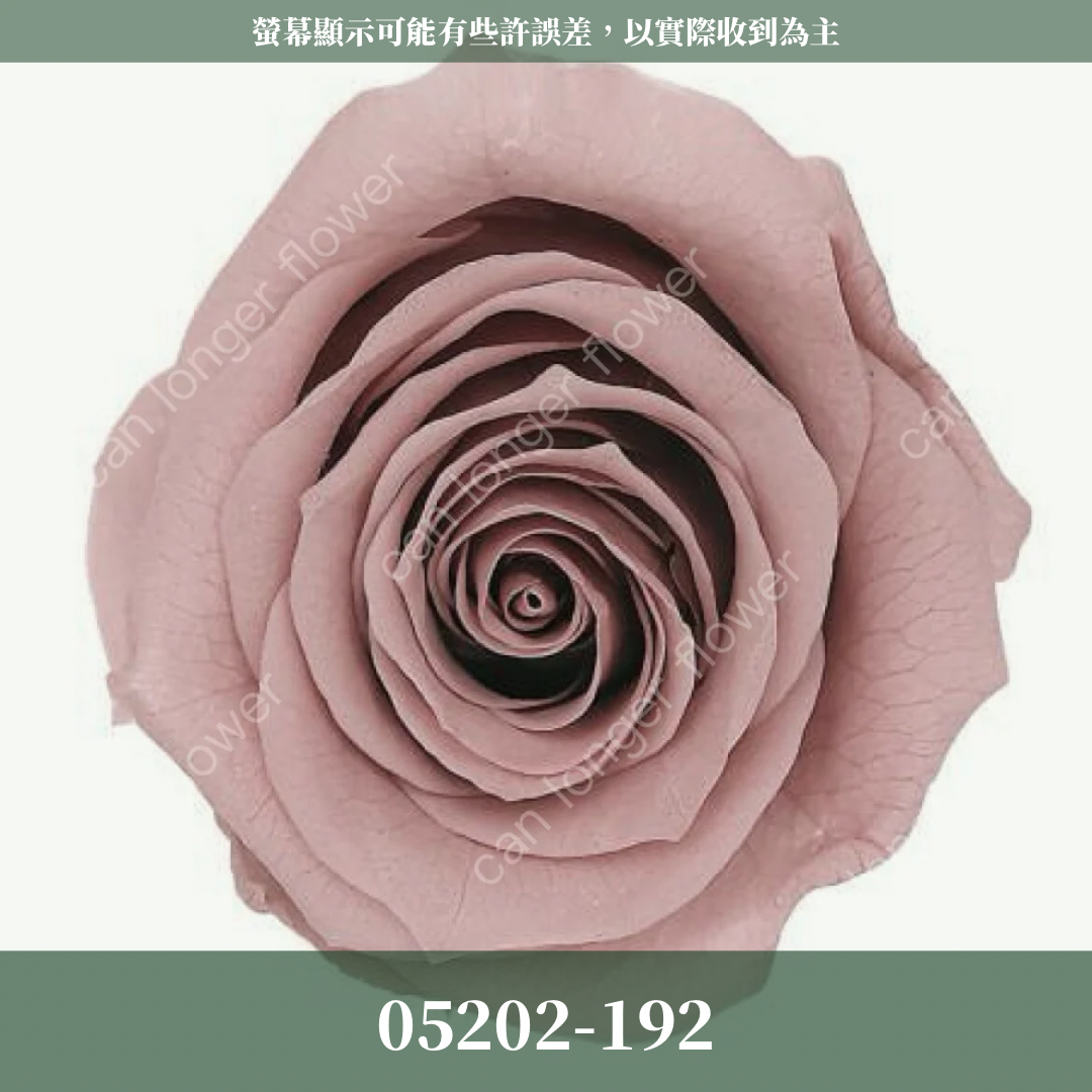 05202 大玫瑰