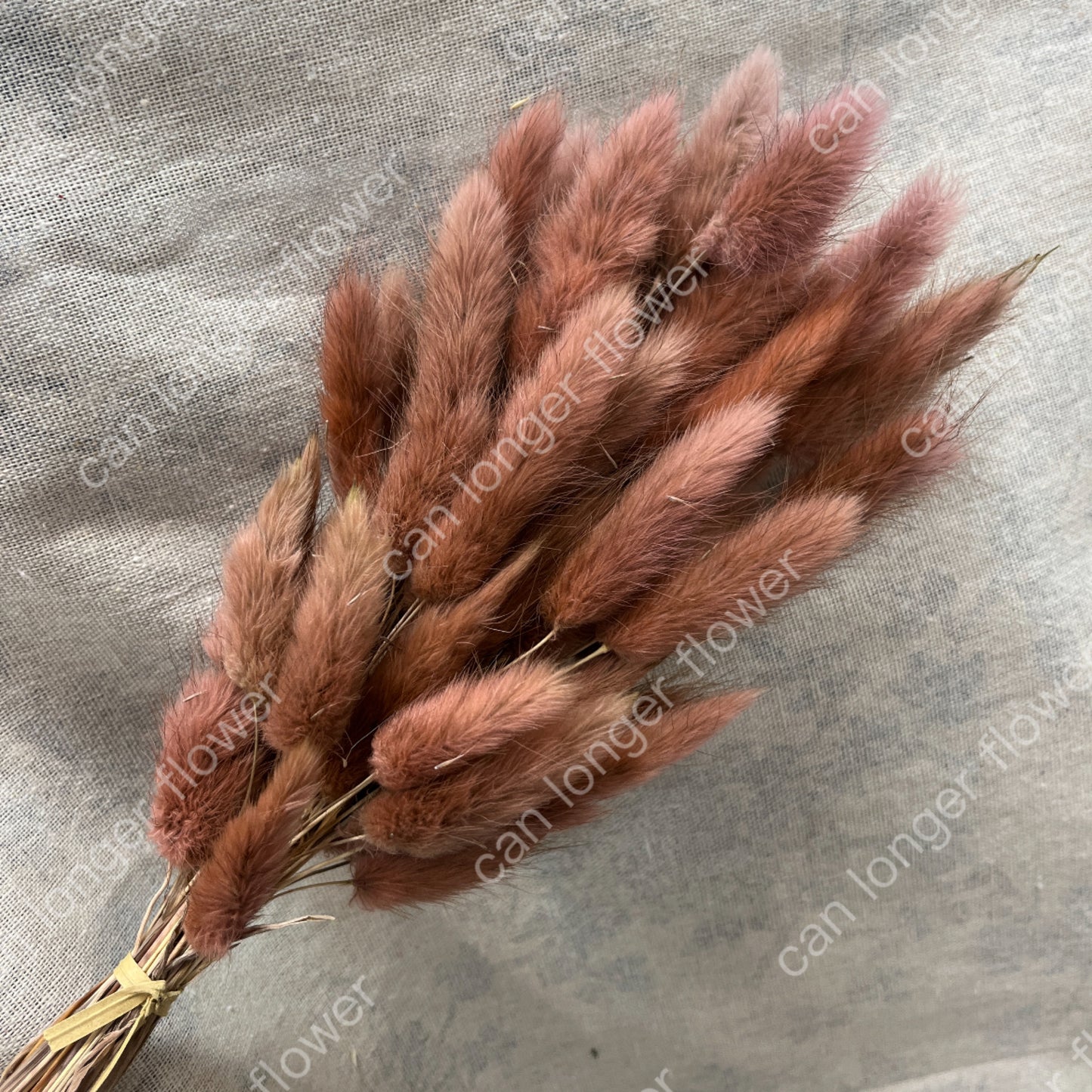 ✿ 台灣現貨 ✿ DA001 兔尾草 原裝約50-60支