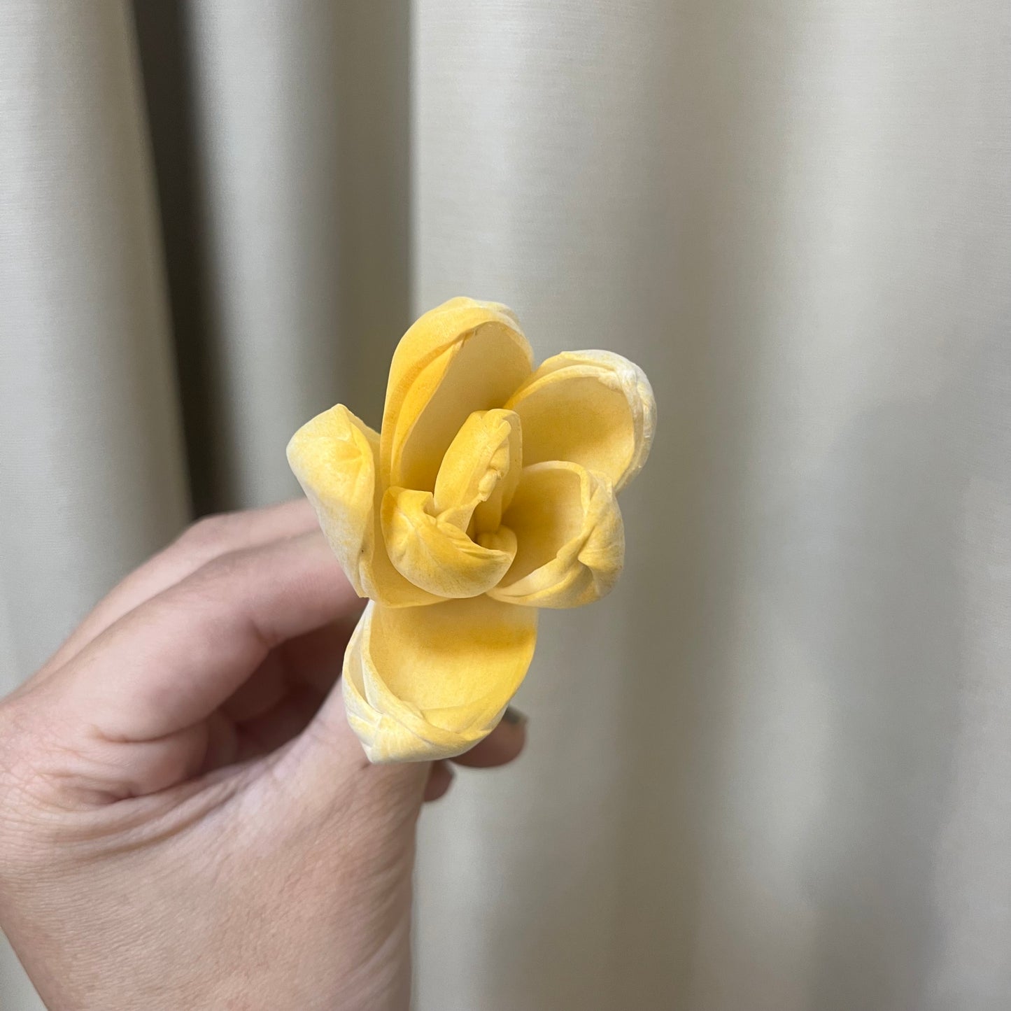 ✿ 台灣現貨 ✿ S-Y 索拉花 4CM 通草花 擴香花