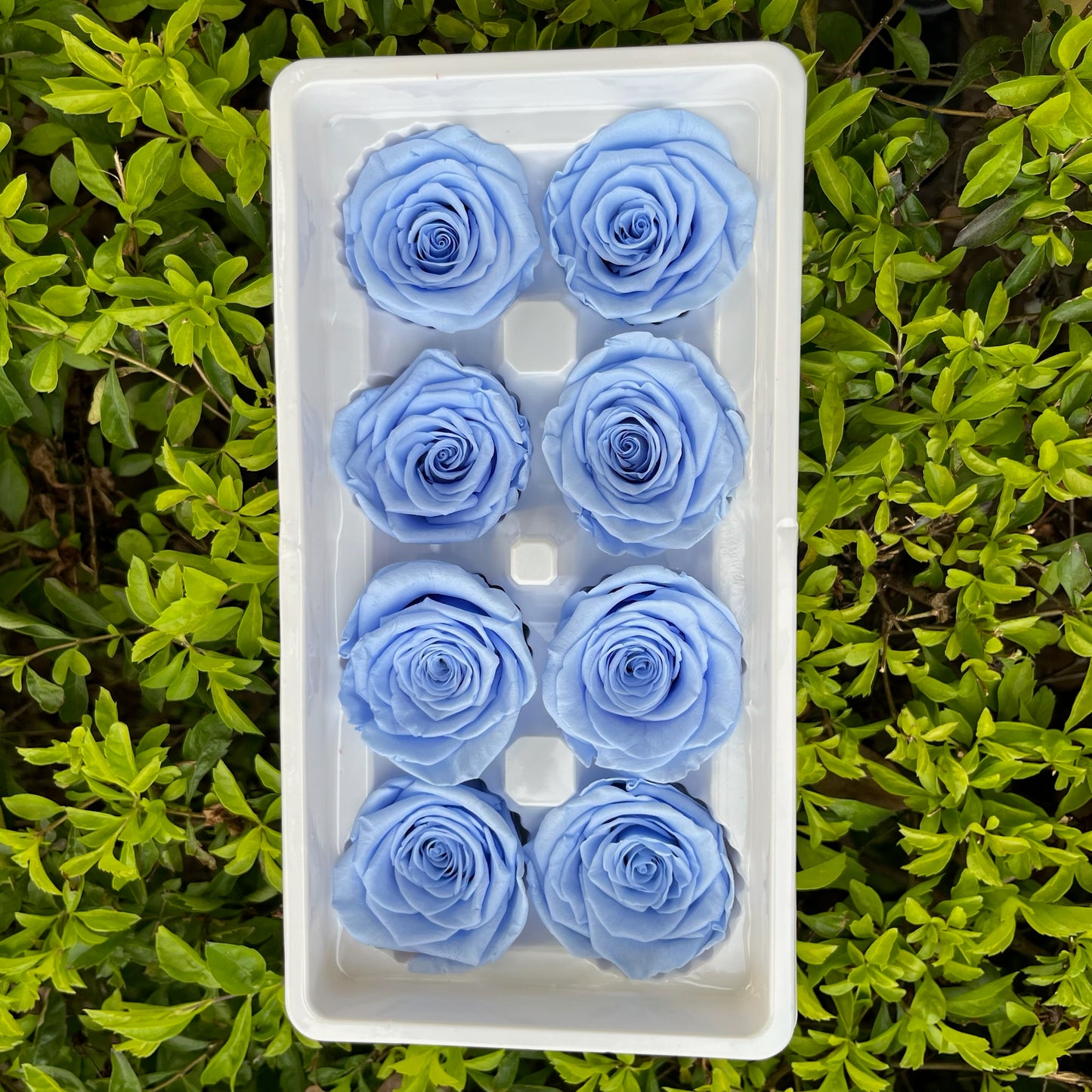 ✿ 台灣現貨 ✿ R08 永生玫瑰 4-5cm 原裝 8朵裝 永生花