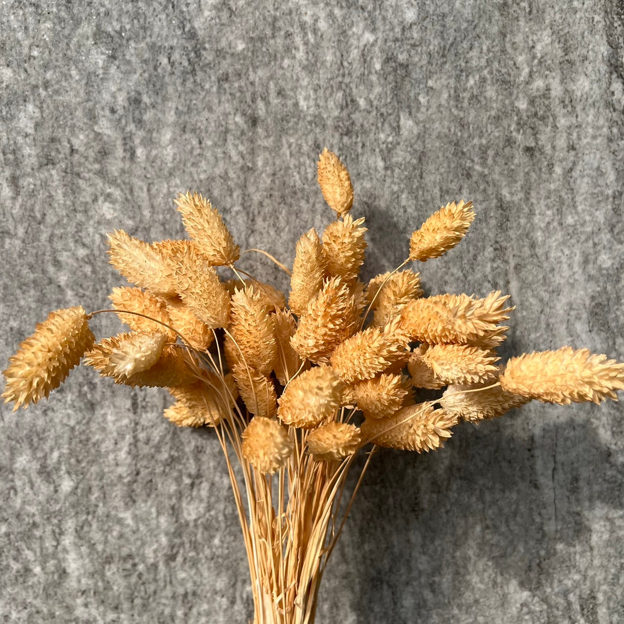 ✿ 台灣現貨 ✿  DA002加那利 小份量 寶石草 佳那利 加納利 小穗花
