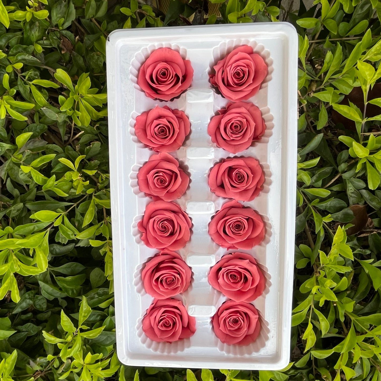 R12 十二輪玫瑰