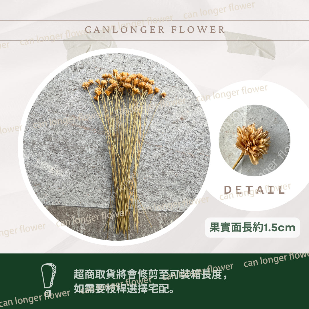 ✿ 台灣現貨 ✿ DA055 小山花 矢車菊
