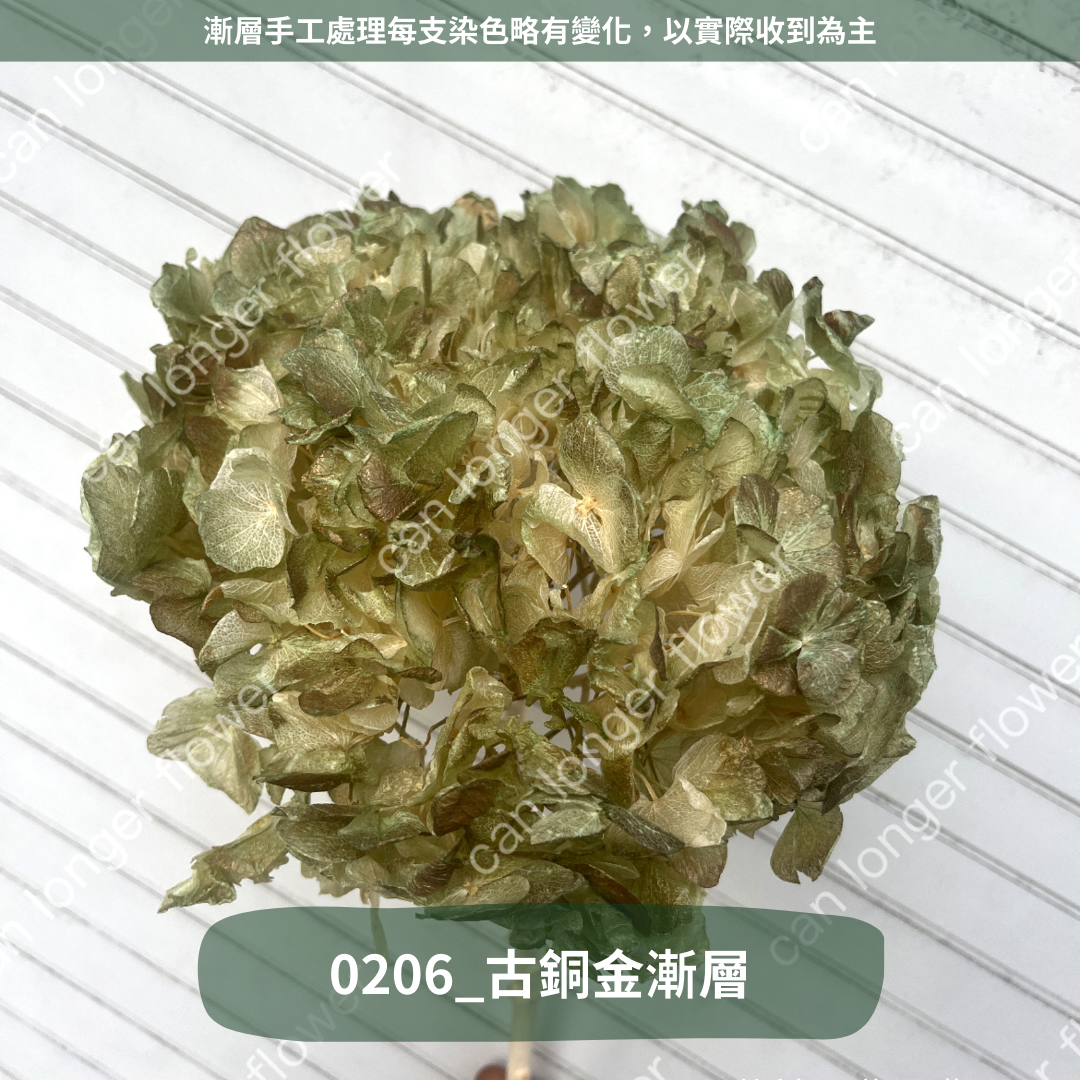 ✿ 台灣現貨 ✿  PF005B大葉繡球