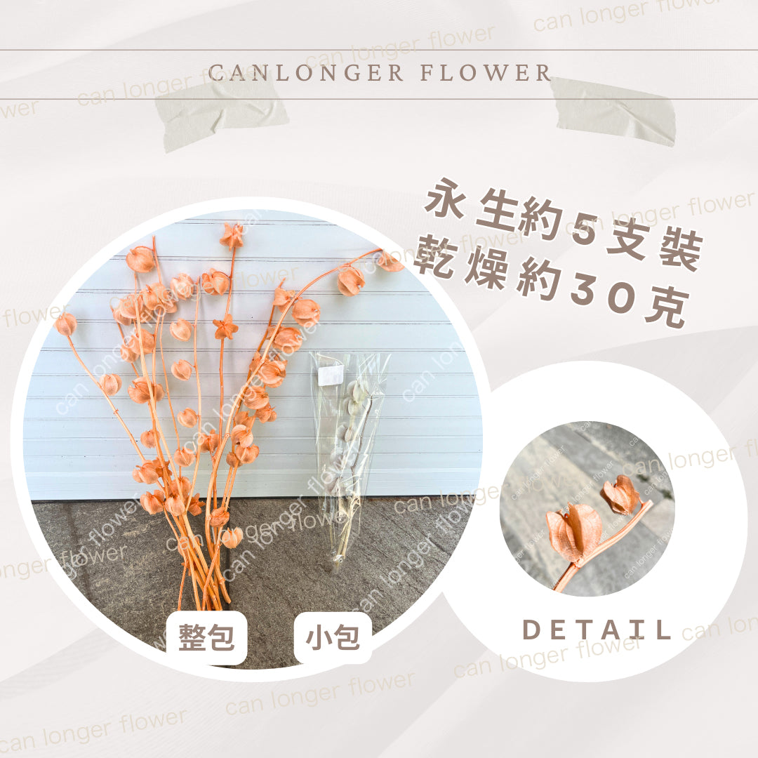 ✿ 台灣現貨 ✿ PA035 風鈴果