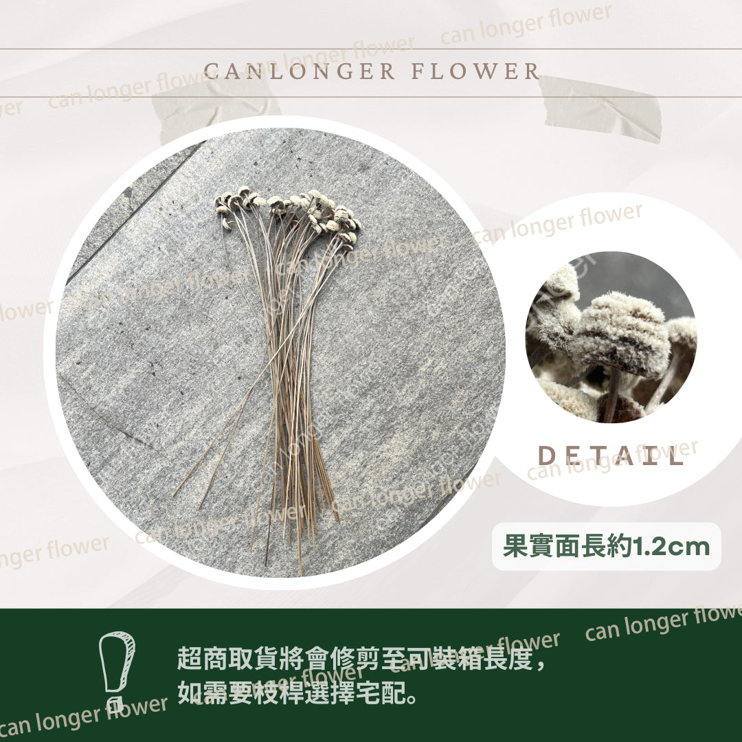 ✿ 台灣現貨 ✿ DA054 蘑菇頭 小鈕釦