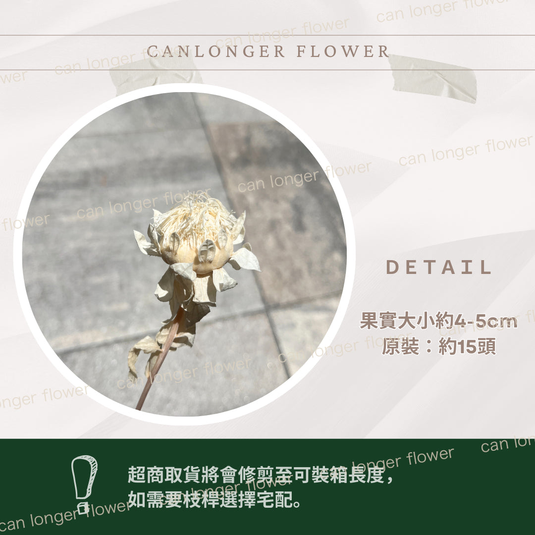 ✿ 台灣現貨 ✿ PA006ｓ 橙菠蘿 (副本)