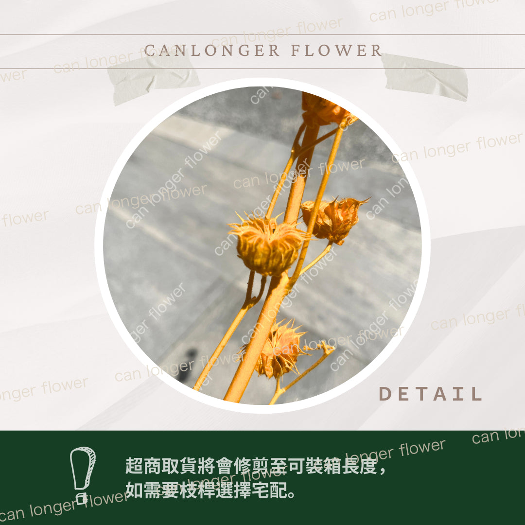 ✿ 台灣現貨 ✿  PA062 年輪果