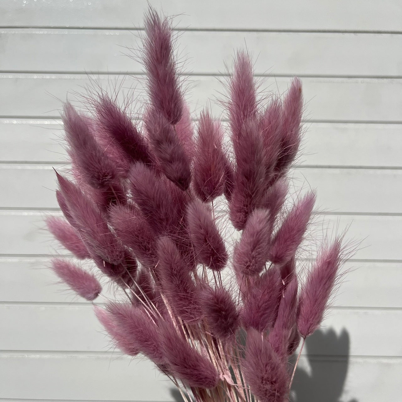 ✿ 台灣現貨 ✿ DA001s兔尾草 10支